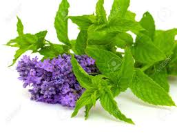 mint lavender plant Lavender Mint – Aggie's